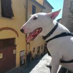 burellapaolo's Avatar