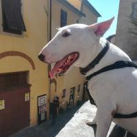 burellapaolo's Avatar